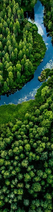 Forest And River